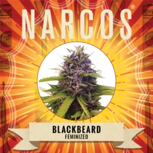 Blackbeard-1.webp Blackbeard | Feminized – Narcos