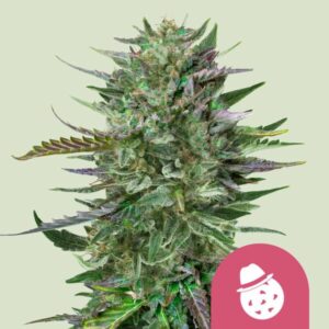 Do-Si-Dos | Feminized-RQS