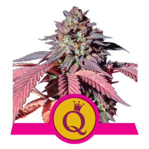 Fem_Purple_Queen.jpg Purple Queen USA | Feminized – RQS