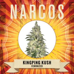 Kingping Kush | Feminized – Narcos