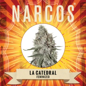 LA CATEDRAL | Feminized – Narcos