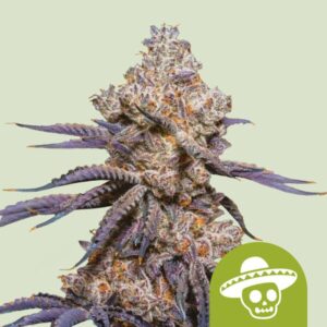 Mexican Rush | Automatic-RQS