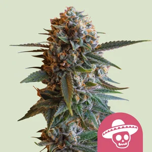 Mexican Rush | Feminized-RQS