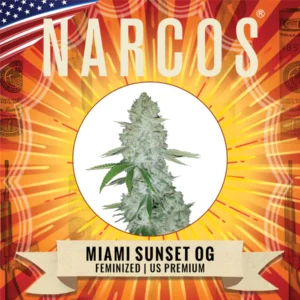 Miami Sunset OG – USA | Feminized – Narcos