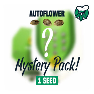 Mystery-Seeds-autoflouwer-1.jpg Mystery Seeds | Autoflower