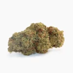Orange Bud