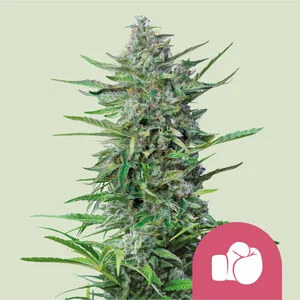 Purple-Punch-Feminized-RQS.webp Purple Punch | Feminized-RQS