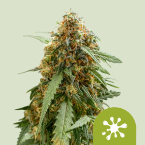 Sticky Queen | Automatic-RQS