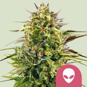 Alien OG | Feminized – RQS
