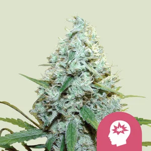 Royal Domina  | Feminized – RQS
