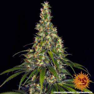 Amnesia Haze | Automatic – Barney’s Farm