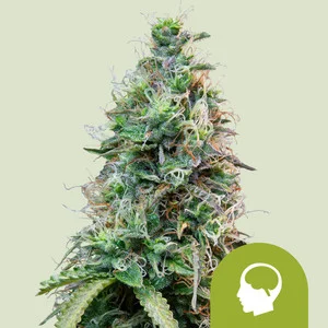 Amnesia Haze Automatic | Autoflower – RQS