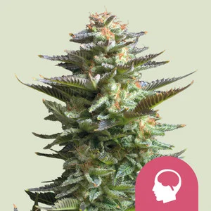 Amnesia Haze | Feminized – RQS