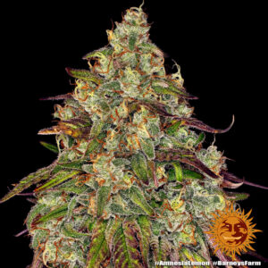Amnesia Lemon | Feminized – Barney’s Farm