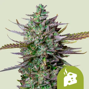 blue-cheese-automatic.webp Blue Cheese Automatic | Autoflower – RQS