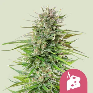 blue-cheese.webp Blue Cheese | Feminized – RQS