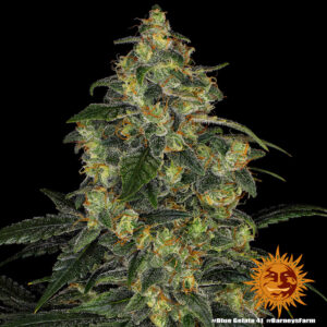 blue-gelato-41_1_243212.jpg Blue Gelato 41 | Feminized – Barney’s Farm