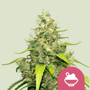 blue-gelato.webp Blue Gelato USA | Feminized – RQS