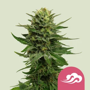 blue-mystic.webp Blue Mystic | Feminized – RQS