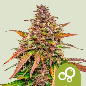Bubble Kush Automatic | Autoflower – RQS