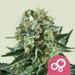 Bubble Kush | Feminized – RQS