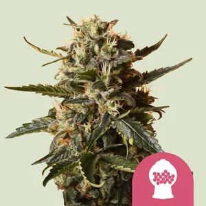 Bubblegum XL | Feminized – RQS