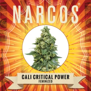 Cali Critical Power | Feminized – Narcos