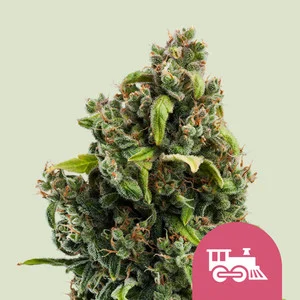 Candy Kush Express Fast | Feminized – RQS