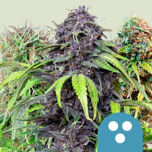 CBD Mix | CBD – RQS