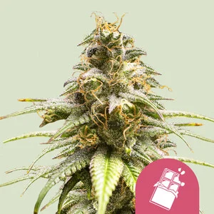 Chocolate Haze  | Feminized – RQS