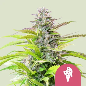 cookies-gelato.webp Cookies Gelato USA | Feminized – RQS