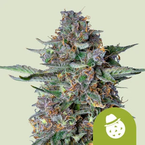 Do-Si-Dos USA | Autoflower – RQS