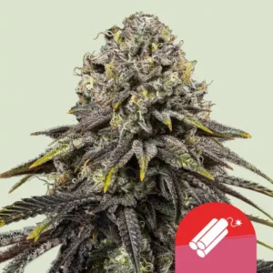 Dynamite Diesel | Feminized – RQS x Tyson