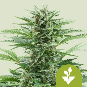 Easy Bud | Autoflower – RQS