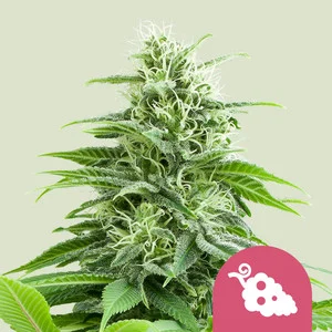 Fruit Spirit | Feminized – RQS