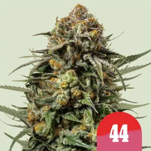 gelato-44-2.webp Gelato 44 | Feminized – RQS x Tyson