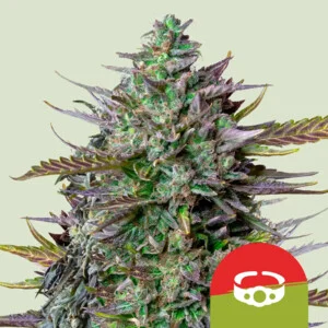 goatlato-automatic.webp GOAT’lato | Automatic – RQS x Tyson