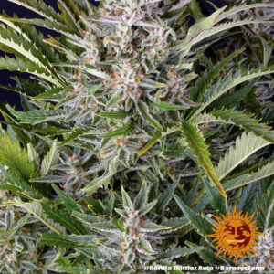 gorilla-zkittlez-auto_2_339807.jpg Gorilla Zkittlez | Automatic – Barney’s Farm