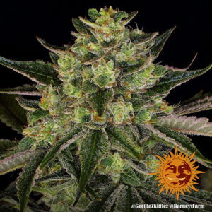 gorilla-zkittlez_1_244255.jpg Gorilla Zkittelz | Feminized – Barney’s Farm