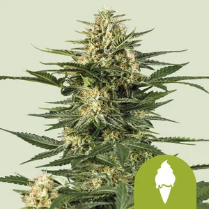 green-gelato-automatic.webp Green Gelato Auto | Autoflower – RQS