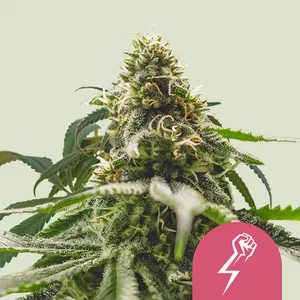 green-punch.webp Green Crack Punch USA | Feminized – RQS