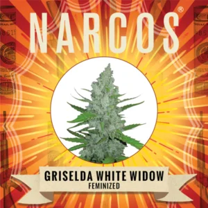 Griselda White Widow | Feminized – Narcos