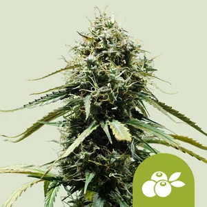 haze-berry-automatic.webp Haze Berry Automatic | Autoflower – RQS