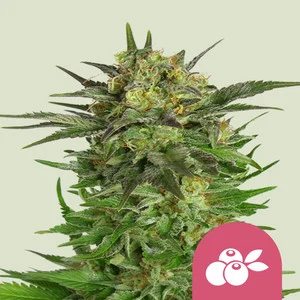 Haze Berry | Feminized – RQS