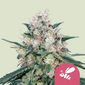 Honey Cream Fast | Feminized – RQS
