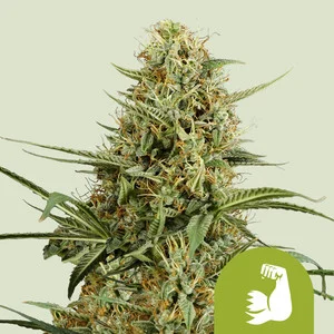 Hulkberry USA | Autoflower – RQS