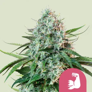Hulkberry USA  | Feminized – RQS