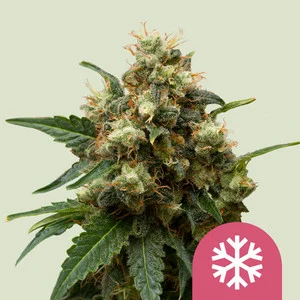 Ice | Feminized – RQS