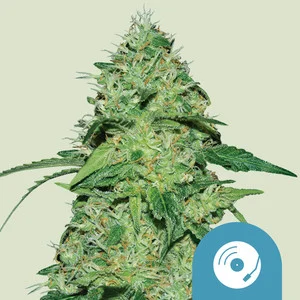 Joanne’s CBD | CBD – RQS
