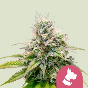 Kali Dog | Feminized – RQS